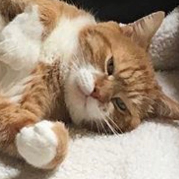 Meet your Posher, Jim bob - Picture 1 of 1